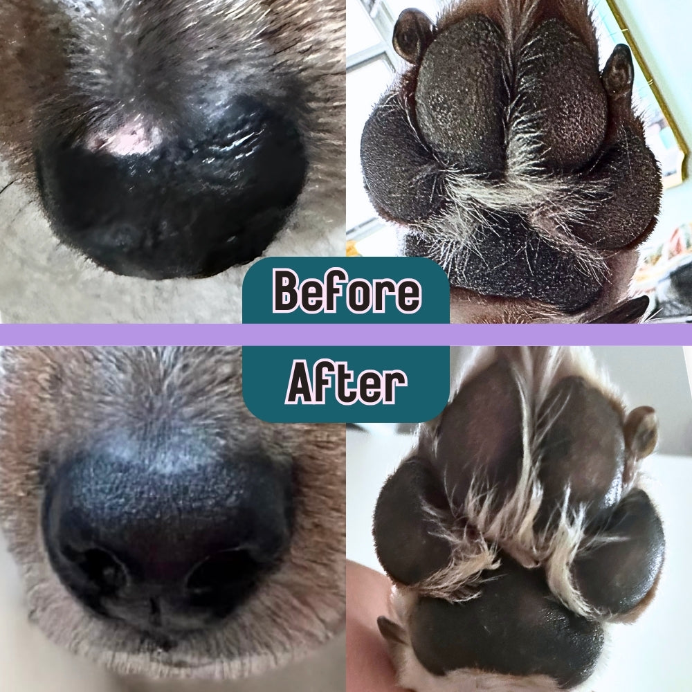 Barrier Booster - Nose & Paw Balm - Lavender