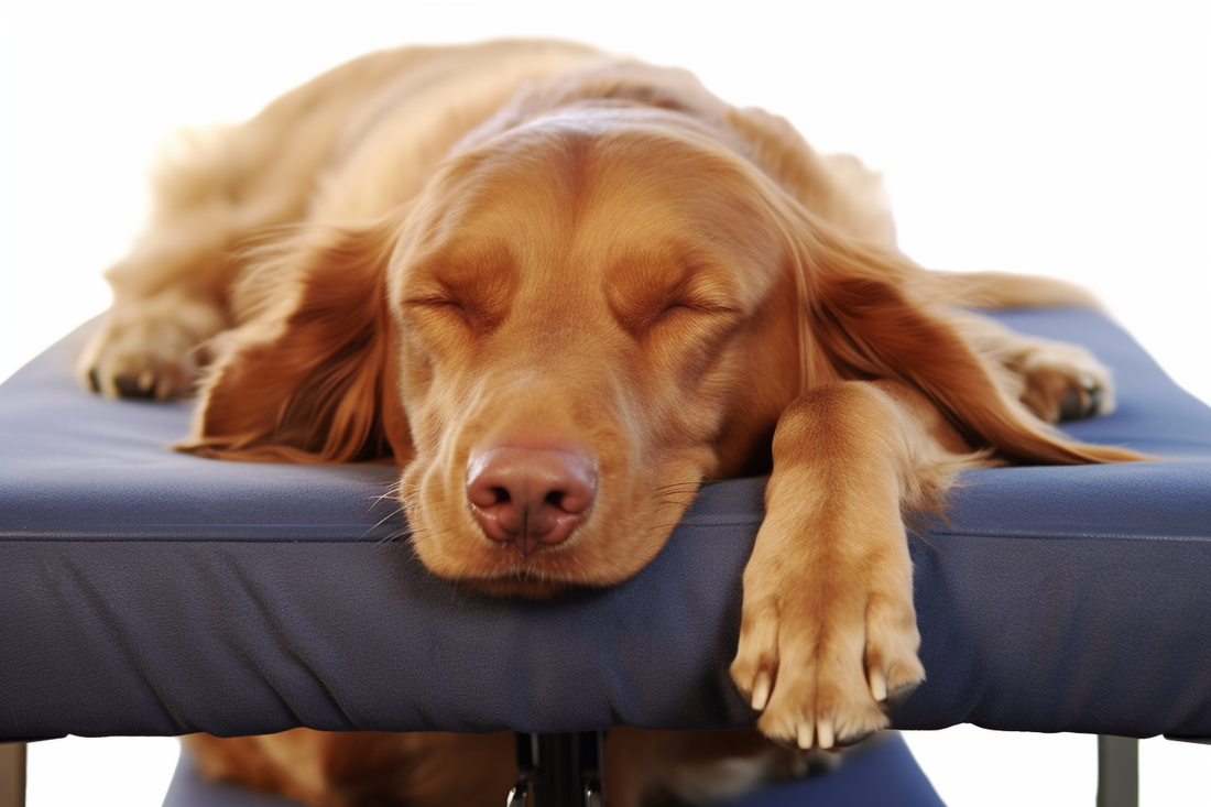 Acupuncture for Dogs: A Comprehensive Guide