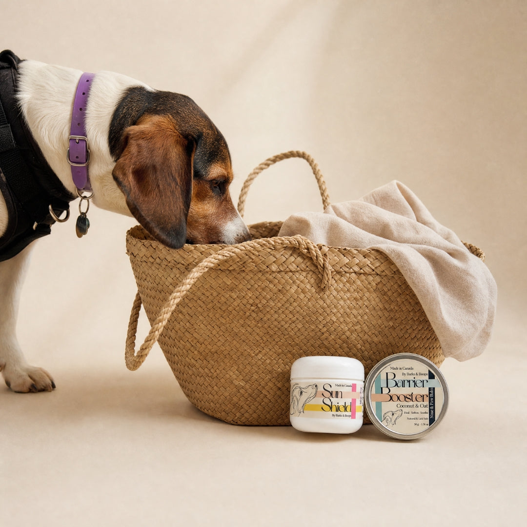 Summer Skin Duo for Dogs | Sun Barrier + Nose & Paw Balm