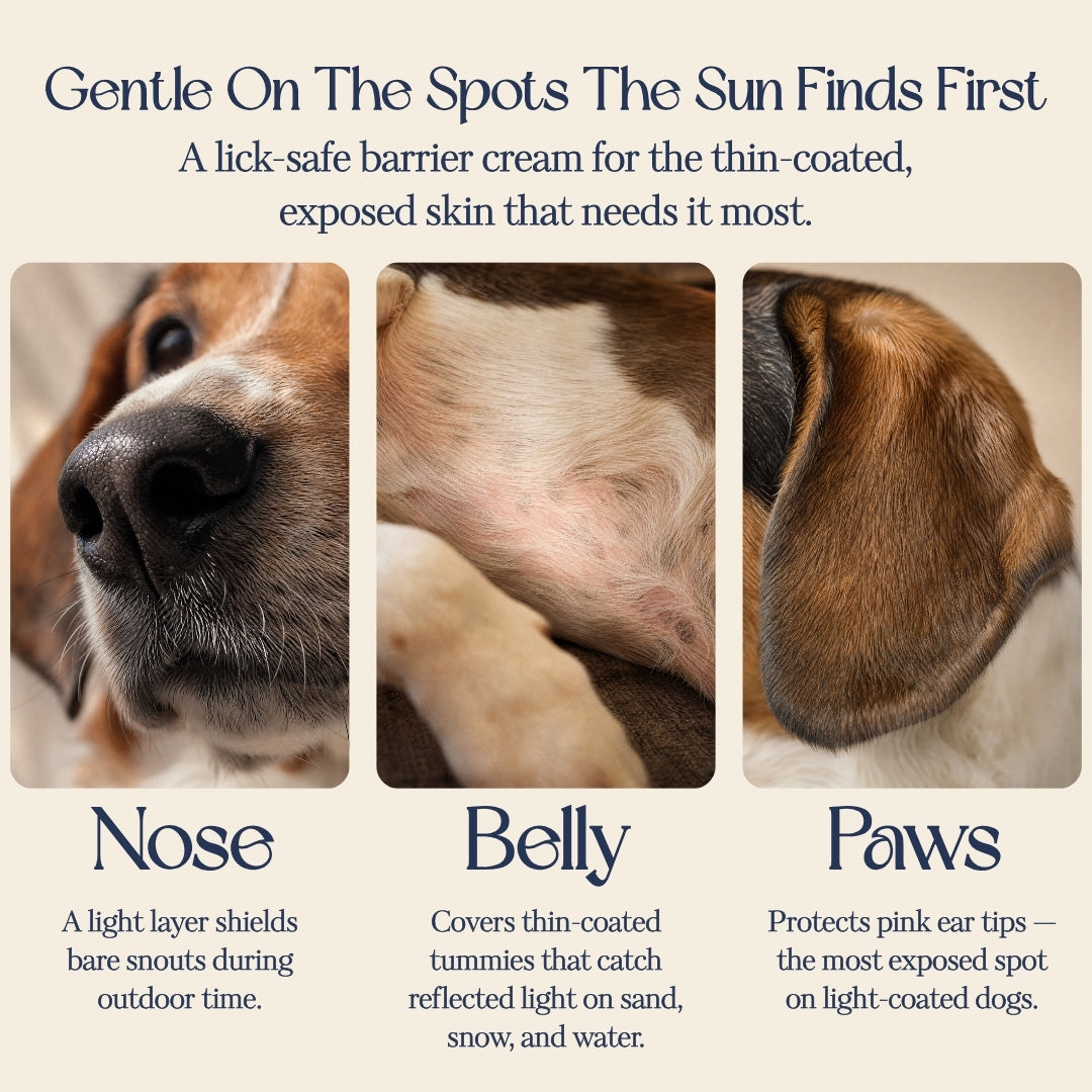 Sun Shield — Zinc-Free Barrier Cream