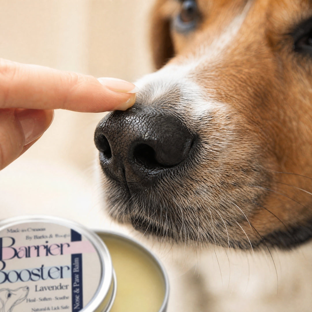 Barrier Booster - Nose & Paw Balm - Lavender